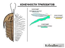 Конечность трилобита