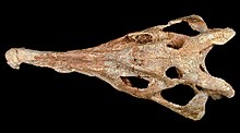 220px-Machaeroprosopus mccauleyi