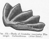 Ceratodus runcinatus Plieninger