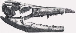 Mosasaurus missouriensis