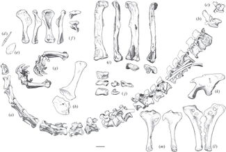 Sarahsaurus holotype