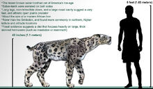 Homotherium serum life-restoration.jpg