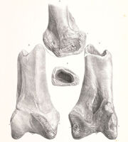 Px-Dromornis