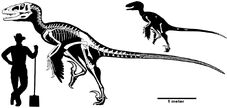 Dakotaraptor skeleton