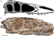 Dilong skull