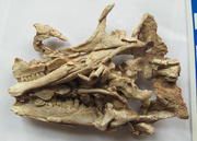 Gongbusaurus wucaiwanensis