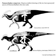 Parasaurolophus skeleton