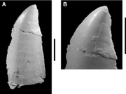 Tooth-of-the-theropod-Aerosteon-riocoloradensis-Isolated-crown-from-the-maxillary-or