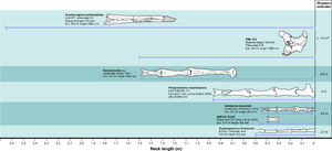 Azhdarchid pterosaur neck lengths ( Hatzegopteryx EME 315)