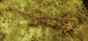 Batropetes sp.jpg
