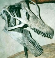 Felch-quarry-brachiosaur-skull