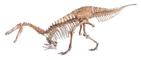 1920px-Suchomimus white background.jpg