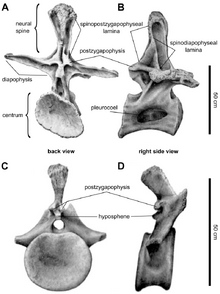 800px-Brachiosaurus vertebra anatomy annotated