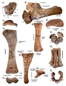 Bustingorrytitan (forelimb bones)