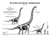 Klamelisaurus skeleton.jpg
