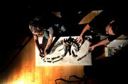 Mr Oscar Alcober (left), director of the San Juan National Science Museum, placing fossils of an adeopapposaurus in a mould.