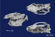 S47075347