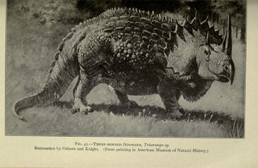 Triceratops (C