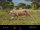 Panthera shawi