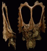 Agujaceratops-3 352e.jpg