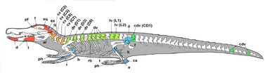 Allodaposuchus palustris skeletal diagram.png