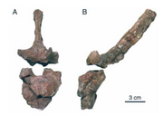 Argodicynodon dorsal vertebae