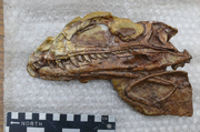 Coelophysis fossil 05