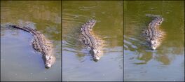 CrocoLoco-swimming-01