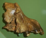 Pachycrocuta brevirostris 1