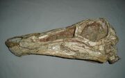 Gallimimus fossil 03.jpg