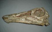 Gallimimus fossil 03