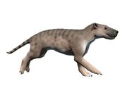 Hyaenodon NT small