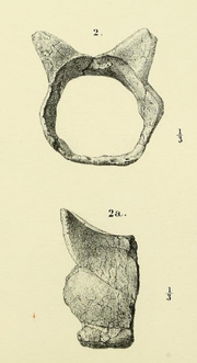 Niolamia tail ring