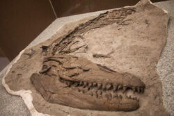 Prognathodon TMP 2007.034