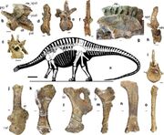 Skeletal reconstruction and exemplar skeletal remains of Lingwulong shenqi