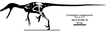 Skeletal reconstruction of Unenlagia comahuensis.