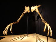 Deinocheirus hand 01