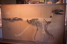 Deinonychus fossils