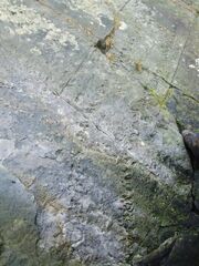 Fossil Footprints Arthropleura - geograph.org.uk - 1994274 (1)