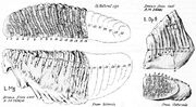 Mammuthus primigenius lectotypes
