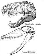 Redbeds-d-grandisseco-skulls-copy