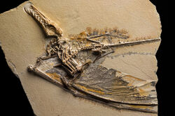 Rhamphorhynchus muensteri fossil, discovered in Germany in 2001