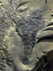 Акутирам14.jpg (327 КБ) Остатки акутирамусаа (слева) и эвриптеруса E. remipes