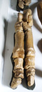 Anoplotherium commune 1