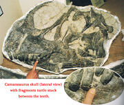 Camarasaurus skull with turtle fossil fragments in the teeth. Peter Larson, Black Hills Institute of Geological Research