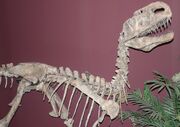 Gfp-monophosaurus