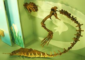Asiatosuchus germanicus