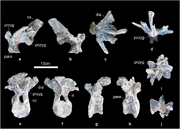 Baiyinosaurus anterior dorsal vertebrae (IVPG-D021-08–09)