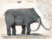 First restoration of the Adams mammoth (Elephas primigenius ). The original has been lost, but this copy (with the handwriting of Johann Friedrich Blumenbach) and others survive ( ca. 1806)