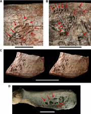 Pneumatopores-on-the-left-ilium-of-the-theropod-Aerosteon-riocoloradensis-Detail-views